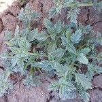 Verbena supina Leaf