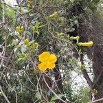 Dolichandra unguis-cati 花
