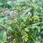 Cyperus eragrostisFlower