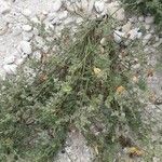 Atriplex laciniata Фрукт