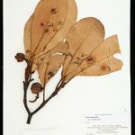 Clusia insignis Fruto