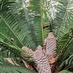 Encephalartos kisambo Alkat (teljes növény)