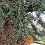 Pinus peuce Лист