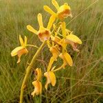 Eulophia angolensis Flower