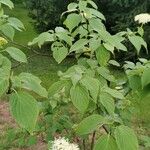 Cornus alternifolia Habitus