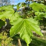 Acer rubrumBlad