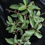 Prunus cornuta Hábito