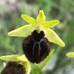 Ophrys sphegodes Fiore