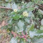 Viburnum rugosumYaprak