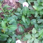 Ipomoea aquatica Flower