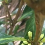 Coffea mauritiana Floare