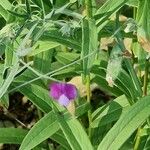 Lathyrus hirsutus Blüte