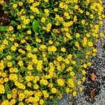 Sanvitalia procumbens Libunga