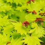 Acer shirasawanum Folha