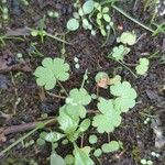 Geranium rotundifoliumLeaf