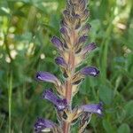 Orobanche lavandulacea Arall