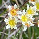 Saxifraga moschata Blodyn