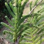 Araucaria laubenfelsii पत्ता