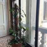 Philodendron erubescens Листок