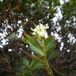 Syzygium tripetalum Hábito