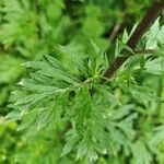 Artemisia verlotiorum Leaf