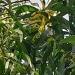 Acacia auriculiformis Floare
