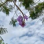 Jacaranda caucana Květ