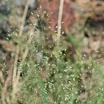 Eragrostis unioloides Blüte
