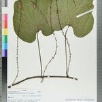 Chasmanthera dependens Alia