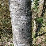 Celtis africana Bark