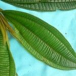 Miconia tschudyoides Leaf