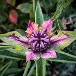 Monarda fistulosa Blüte