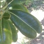 Sideroxylon borbonicum Yaprak