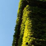 Parthenocissus tricuspidata Habitat