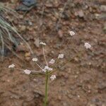 Lomatium engelmannii عادت داشتن