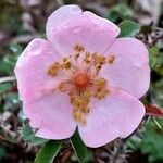 Rosa setigera Kvet