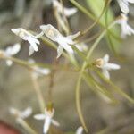 Angraecopsis lisowskii Flower