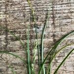 Carex divulsa Květ