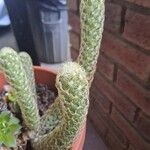 Mammillaria elongata Цветок