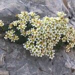 Saxifraga squarrosa Floare