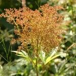 Filipendula rubra Flor