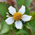 Bidens pilosa Flower