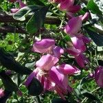 Caragana halodendron Flower