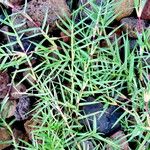 Cynodon dactylon Leaf
