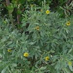 Borrichia frutescens عادت داشتن