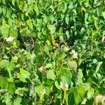 Ipomoea alba Blatt
