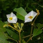 Lycianthes multiflora Цвят