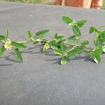 Sida spinosa Φύλλο
