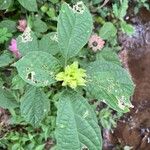 Clerodendrum capitatum Blatt
