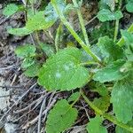 Stachys arvensis Foglia